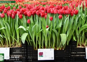 Tulipa Scarlet Verona ® (1)